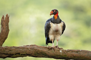King vulture (Sarcoramphus papa) is a large bird found in Central and South America.