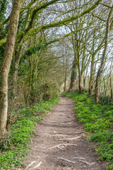 A tree lined pathway in the Sussex countryside