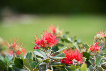 Red Tropical Flowers In The Garden. Pohutukawa.  Red pohutukawa flowers in bloom. New Zealand Christmas Tree.