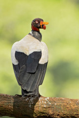 King vulture (Sarcoramphus papa) is a large bird found in Central and South America.