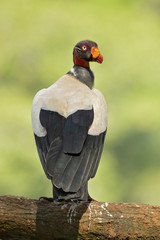 King vulture (Sarcoramphus papa) is a large bird found in Central and South America.