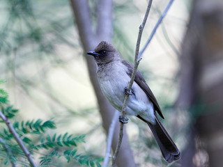 Common Bulbul (Pycnonotus barbatus)