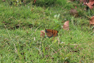 beautiful wild black yellow butterfly