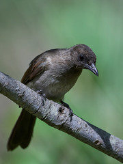 Naklejka premium Common Bulbul (Pycnonotus barbatus)