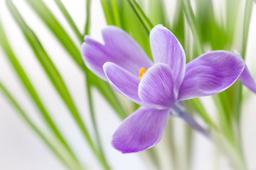 One crocus flower bloomed. Macro shooting. Selective focus. Blur. Concept cards for congratulations. delicate crocus flowers as a gift for mom