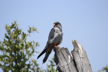 Black-shouldered Kite