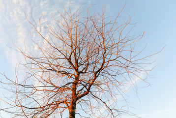 Fototapeta na wymiar Tree branches lit by the setting sun