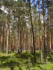 Beautiful pine forest in a bright sunny summer day. Straight old pine trees and ground covered with soft green moss