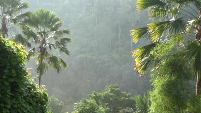 Background of the morning rainforest.