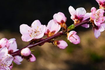 Pink flowers