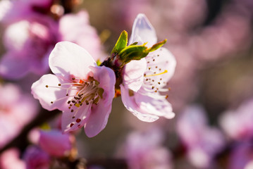 Pink flowers