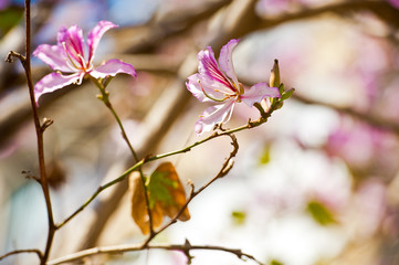 Bauhinia blakeana, Orchid Tree.