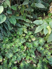 tropical leaves and plants