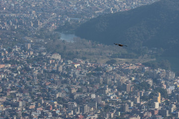 Bird Flying over a City