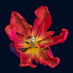 Still life bright colorful macro portrait of a single isolated wide open parrot tulip blossom in...