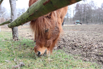 Searching for food - a horse on the graze