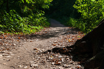 The path among the trees in the park