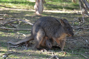 Free wallaby in Australia