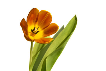 tulip orange flower isolated