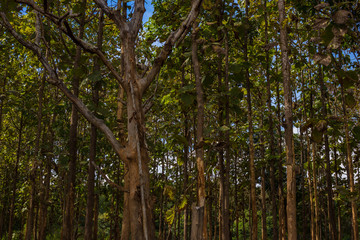 Teak tree forest nture background