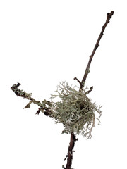 Ramalina lichen, green fruticose type with flattened, strap-like branches. Aka strap or cartilage...