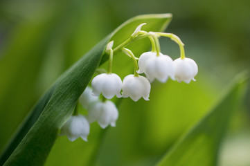 A beautiful white Lily of the valley flower blooms in a wild field. Horizontal macro photography