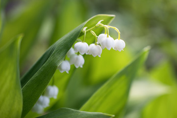 A beautiful white Lily of the valley flower blooms in a wild field. Horizontal macro photography