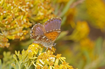 Cyclyrius webbianus (BRULLÉ, 1839) Cyclyrius webbianus 22.08.2017 ES, Kanarische Inseln, La Palma