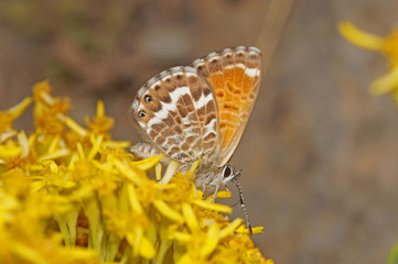 Cyclyrius webbianus (BRULLÉ, 1839) Cyclyrius webbianus 22.08.2017 ES, Kanarische Inseln, La Palma