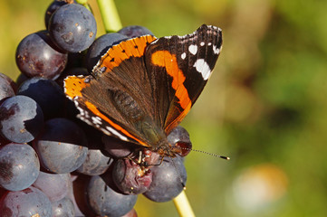 Vanessa atalanta (LINNAEUS, 1758) Admiral , an Weintrauben saugend 15.10.2017 DE, NRW, Leverkusen