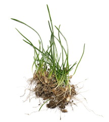 Green grass, stem with root isolated on white background, clipping path