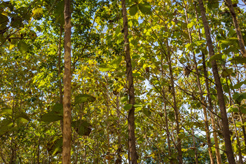 Teak tree forest nture background