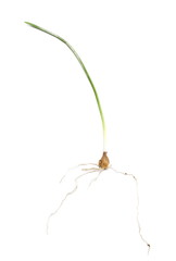 Macro green grass, stem with root isolated on white background, clipping path