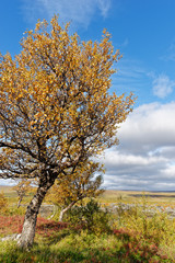 Birke (Betula) im Herbstkleid, Hraunafossar, Island