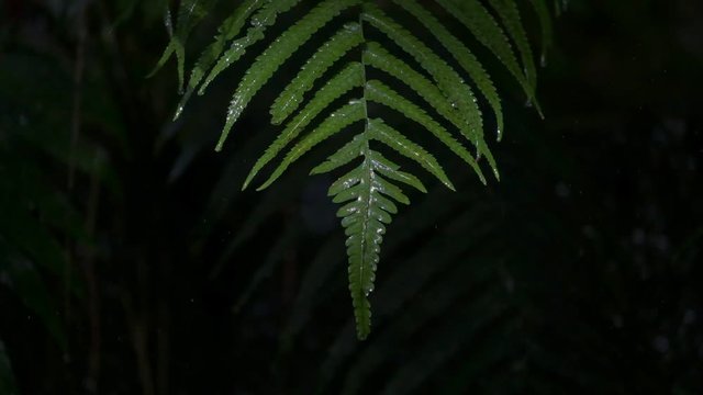 fern tree leaves with defocused background of stones and waterfall 