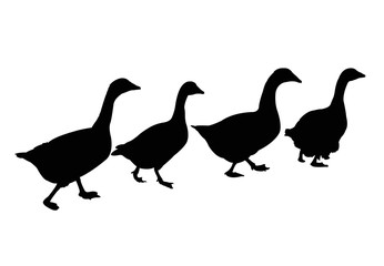 duck walking in line, silhouette vector
