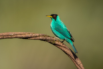 Green honeycreeper in the wild