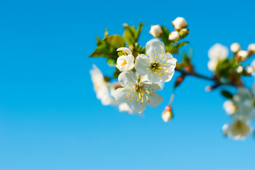 Cherry flowers