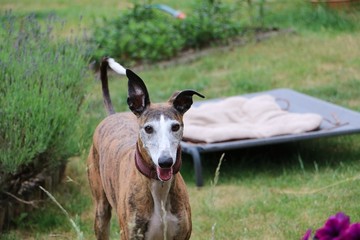 beautiful brindle galgo is standing in the garden