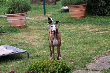 beautiful brindle galgo is standing in the garden