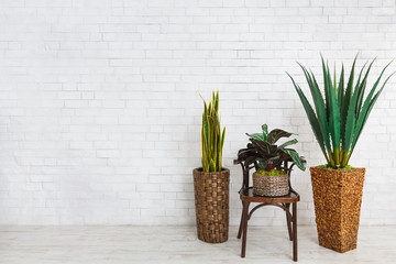 House plants collection, copy space