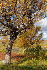 Birke (Betula) im Herbstkleid, Hraunafossar, Island