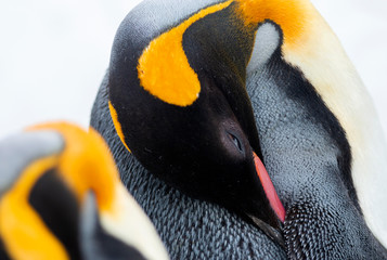 Close-up of an emperor penguin