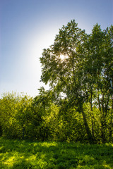 Fototapeta na wymiar Tree birch in the spring in the sun