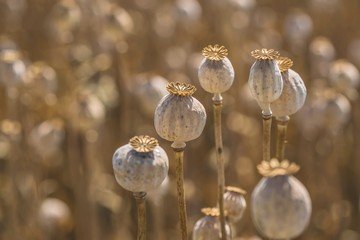Detail of ripe blue-brown opium poppy heads growing in a field, agriculture, harvest, sunny summer...