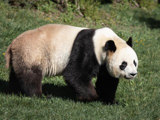 Fototapeta premium Panda