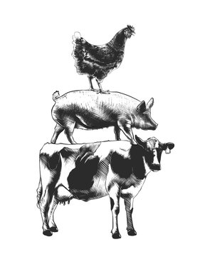 Vector engraved style farm animals collection for posters, decoration and print, logo. Hand drawn sketches of monochrome isolated on white background. Detailed vintage woodcut style drawing.