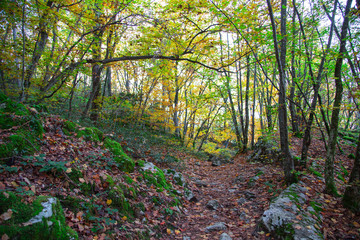 Forêt d'automne