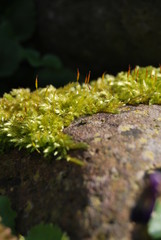 Moos auf einem Stein