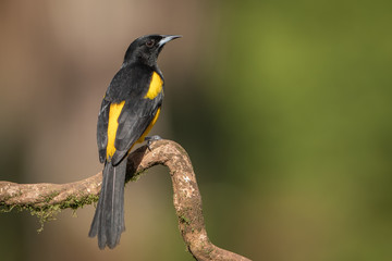 Black-cowled oriole in the wild